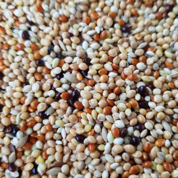 10KG SÜPER KALİTE İTHAL ÜRETİCİ KARIŞIK MUHABBET KUŞU YEMİ - 2