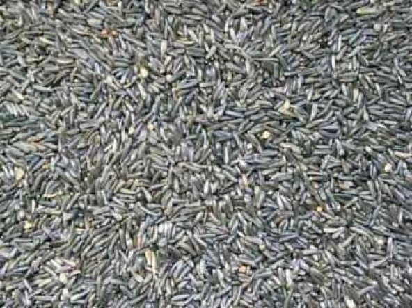 2KG NİJER TOHUMU YEMLİK ürün görseli 1