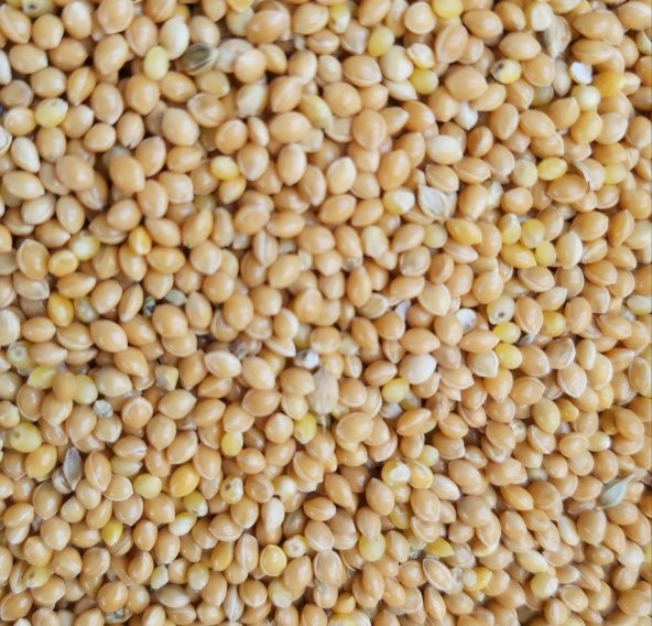 SADE MUHABBET KUŞU YEMİ(SARI DARI) 25KG ÜCRETSİZ KARGO