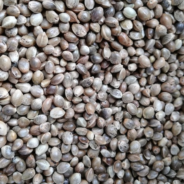 KENDIR TOHUMU ELENMIS TERTEMIZ ÜRÜN 10KG ürün görseli 1