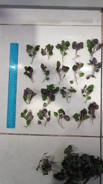 Bitki L380 Lobelia cardinalis wavy Akvaryum Bitki - Resim 2