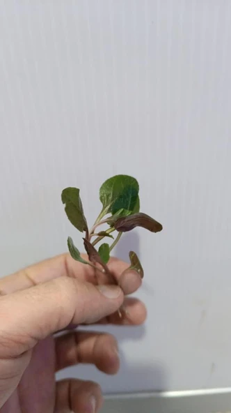 Bitki L380 Lobelia cardinalis wavy Akvaryum Bitki - Resim 4