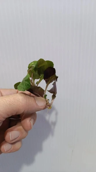 Bitki L380 Lobelia cardinalis wavy Akvaryum Bitki - Resim 5