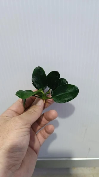 Bitki L707 Anubias barteri var nana (dark moon) - Resim 5