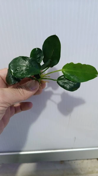 Bitki L707 Anubias barteri var nana (dark moon) - Resim 4