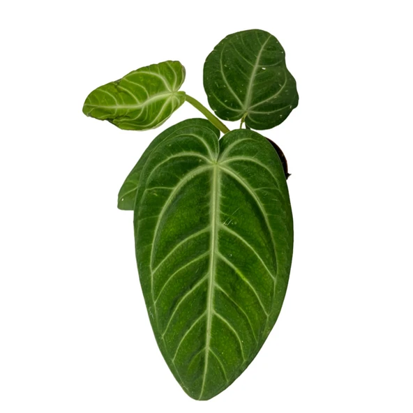 Anthurium Villenaorum - Resim 2