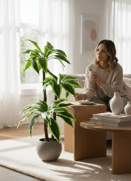 Yapay Ağaç Yukka Sarı Şeritli Draceena Ağacı Mokka Kahve Küre Saksıda 120*50cm 54 Yapraklı - 4