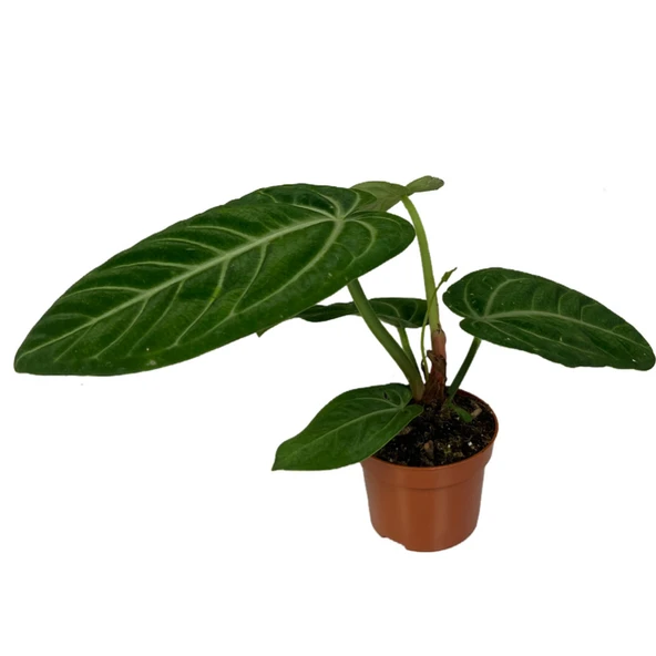 Anthurium Villenaorum ürün görseli