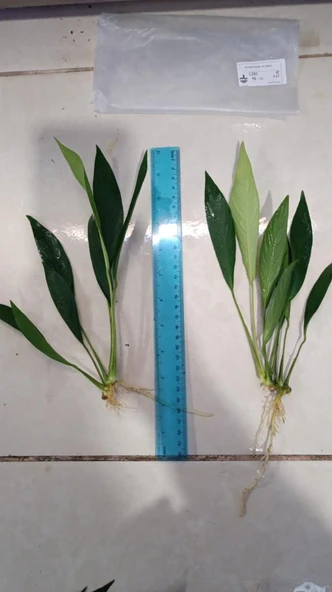 Bitki L280 Anubias barteri var glabra ürün görseli