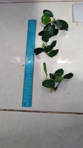 Bitki L707 Anubias barteri var nana (dark moon) - Resim 7