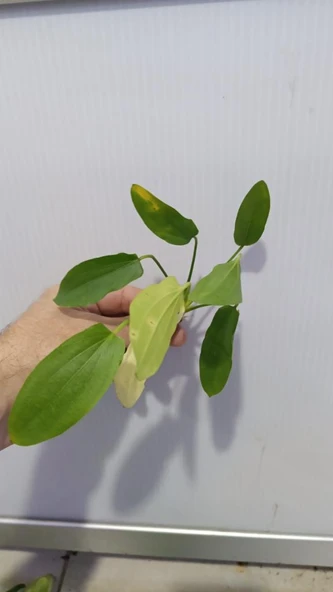 Bitki L191 Echinodorus uruguayensis tricolor - Resim 6