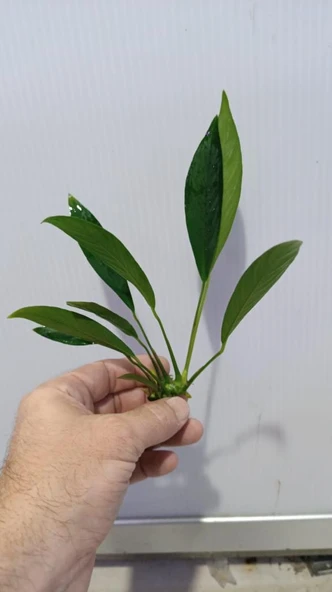 Bitki L280 Anubias barteri var glabra - Resim 5