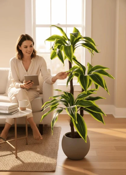 Yapay Ağaç Yukka Sarı Şeritli Draceena Ağacı Mokka Kahve Küre Saksıda 120*50cm 54 Yapraklı - 9