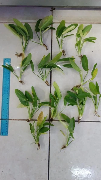 Bitki L191 Echinodorus uruguayensis tricolor - Resim 2