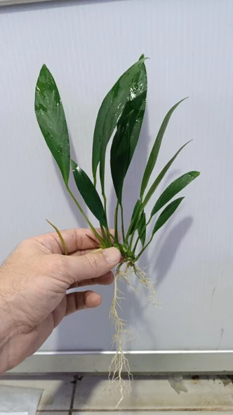 Bitki L280 Anubias barteri var glabra - Resim 4