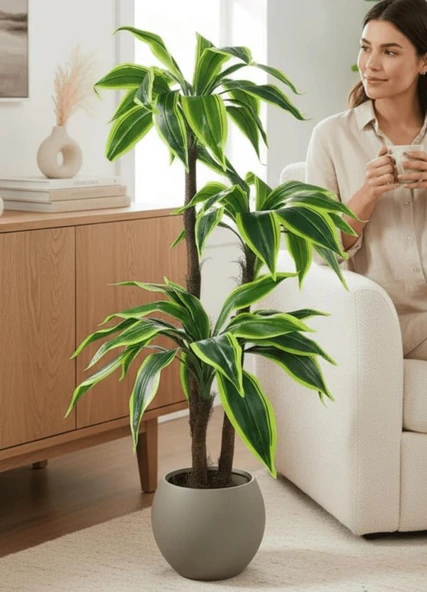 Yapay Ağaç Yukka Sarı Şeritli Draceena Ağacı Mokka Kahve Küre Saksıda 120*50cm 54 Yapraklı - 8