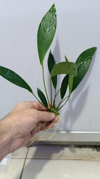 Bitki L280 Anubias barteri var glabra - Resim 6