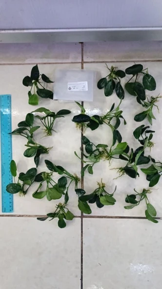 Bitki L707 Anubias barteri var nana (dark moon) ürün görseli