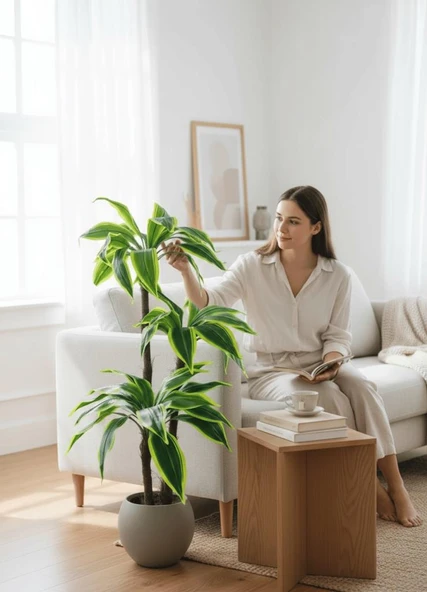 Yapay Ağaç Yukka Sarı Şeritli Draceena Ağacı Mokka Kahve Küre Saksıda 120*50cm 54 Yapraklı - 7