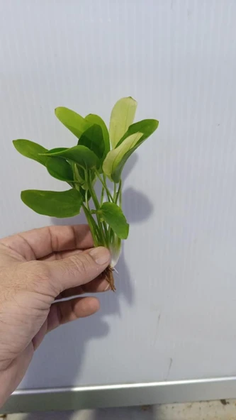 Bitki L191 Echinodorus uruguayensis tricolor - Resim 3