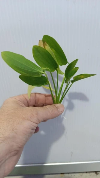 Bitki L191 Echinodorus uruguayensis tricolor - Resim 4