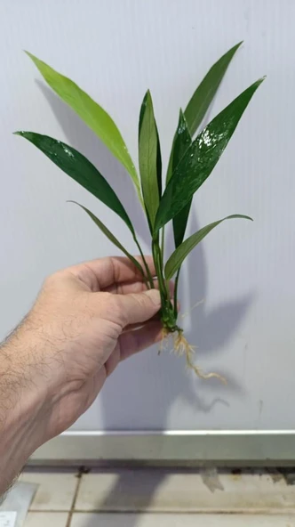 Bitki L280 Anubias barteri var glabra - Resim 2