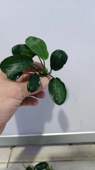 Bitki L707 Anubias barteri var nana (dark moon) - Resim 2