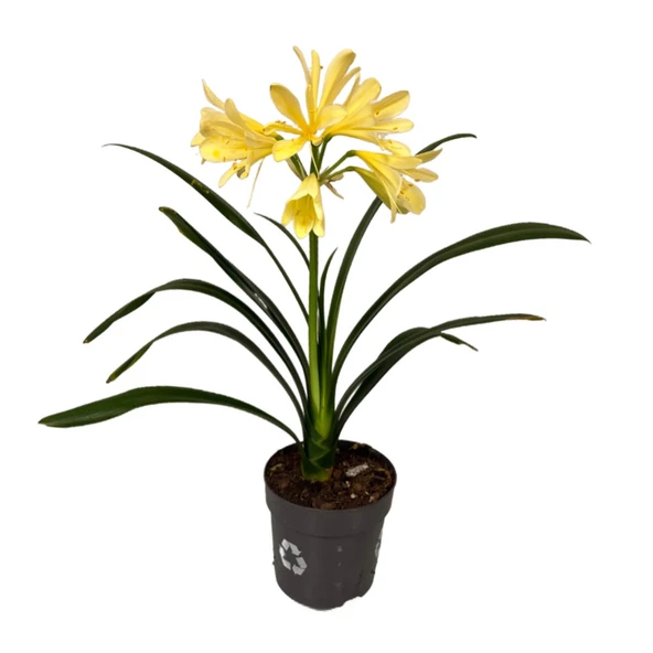 Clivia Miniata 'Yellow' (Klivya Çiçeği) ürün görseli
