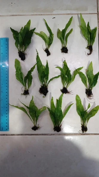 Bitki L119 Microsorum pteropus Akvaryum Bitki ürün görseli