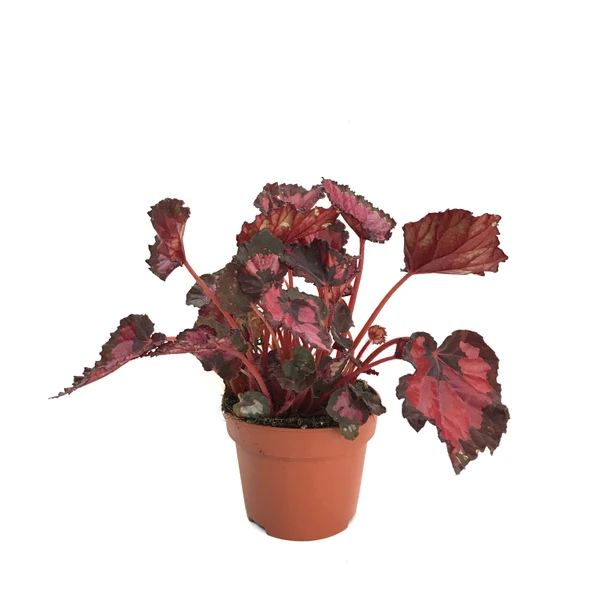 Begonia Rex 'Red Tango' (Begonia Çiçeği) ürün görseli