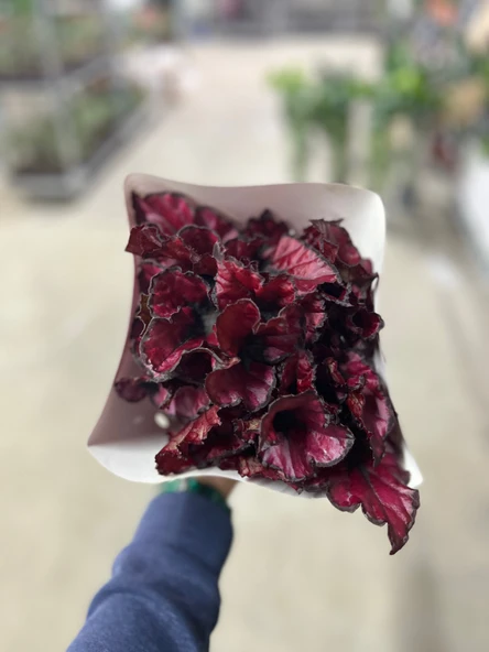 Begonia Rex 'Red Tango' (Begonia Çiçeği) - Resim 3