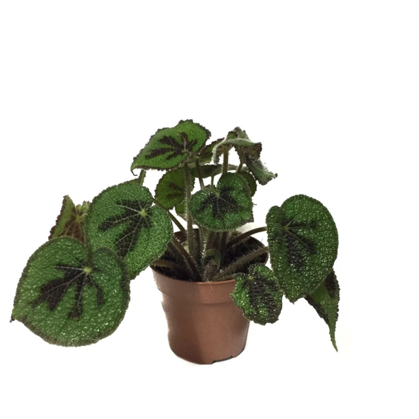 Begonia Masoniana (Begonia Çiçeği) ürün görseli