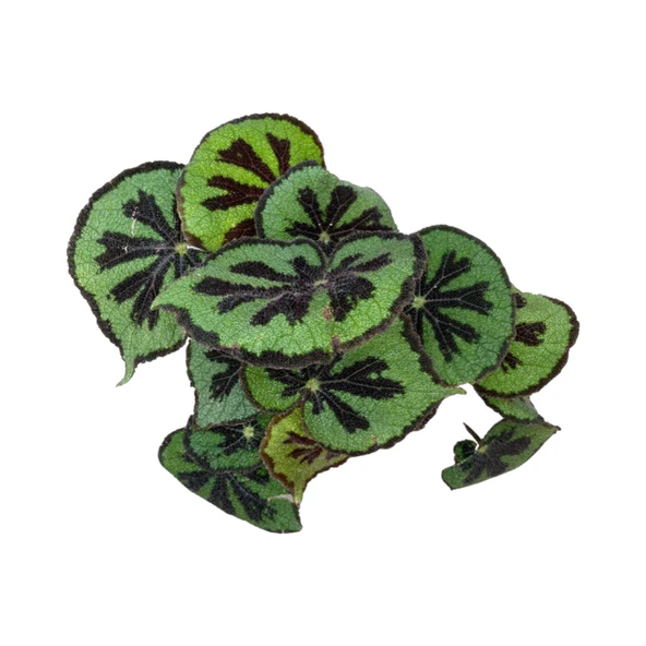 Begonia Masoniana (Begonia Çiçeği) ürün görseli