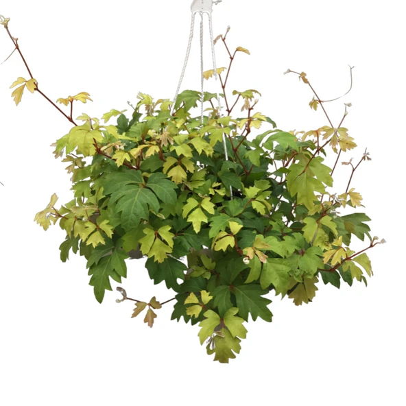 Cissus Rhombifolia 'Ellen Danica' ürün görseli