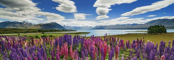 Heye 1000 Parça Tekapo Gölü Panoramik Puzzle - Edition Alexander von Humboldt - 1