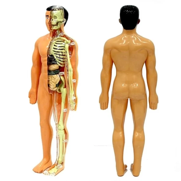 Çocuk The Human Body İnsan Vücudu 3D Eğitim Seti 3302 - Resim 2