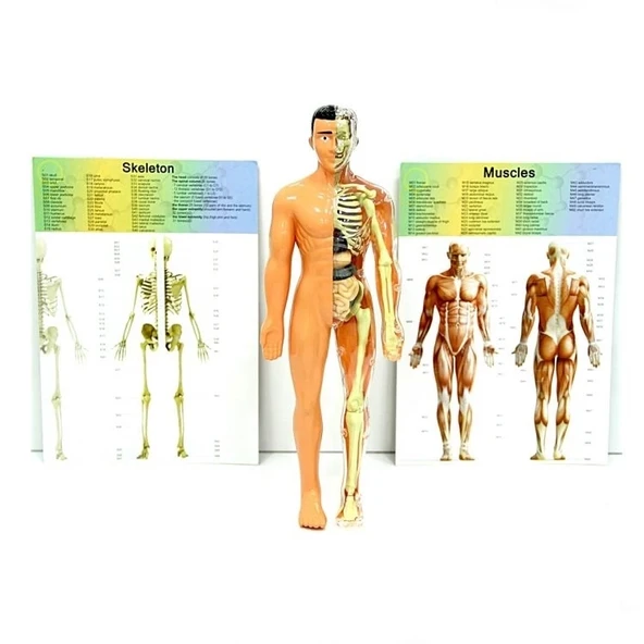 Çocuk The Human Body İnsan Vücudu 3D Eğitim Seti 3302 - Resim 4
