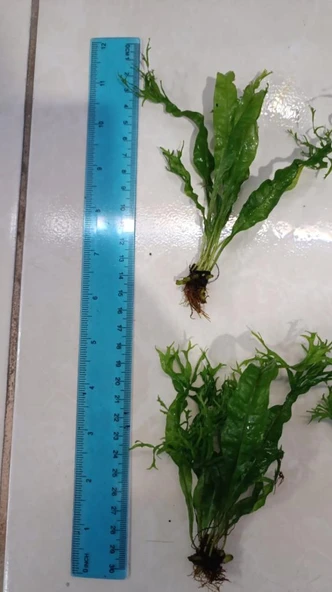 Bitki L158 Microsorum windelov - Resim 2