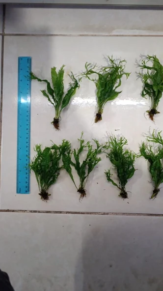 Bitki L158 Microsorum windelov ürün görseli 1