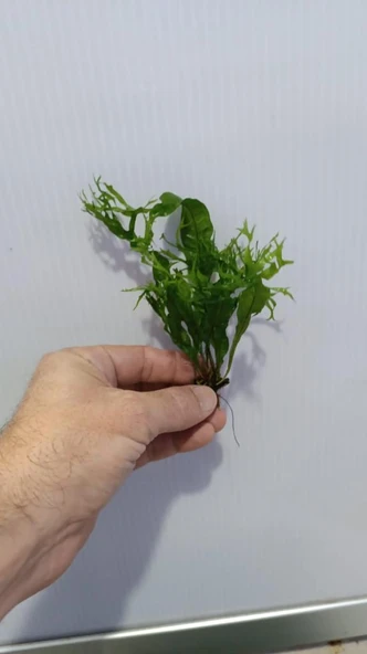 Bitki L158 Microsorum windelov - Resim 5