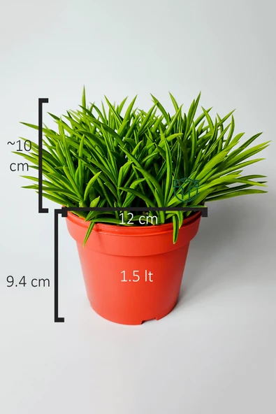 Peperomia Ferreyrae (mutlu fasulye) dekoratif sukulent 12 cm saks - Resim 2