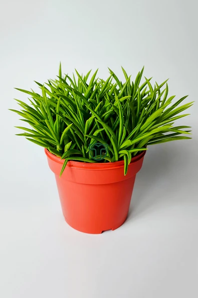 Peperomia Ferreyrae (mutlu fasulye) dekoratif sukulent 12 cm saks ürün görseli 1