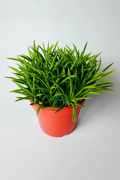 Peperomia Ferreyrae (mutlu fasulye) dekoratif sukulent 12 cm saks - Resim 5