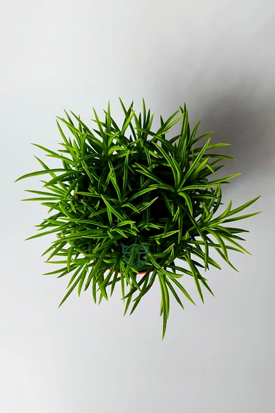 Peperomia Ferreyrae (mutlu fasulye) dekoratif sukulent 12 cm saks - Resim 3