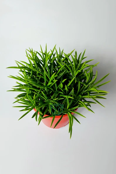 Peperomia Ferreyrae (mutlu fasulye) dekoratif sukulent 12 cm saks - Resim 4