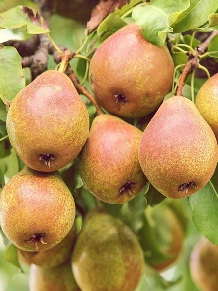 3 YAŞ  TÜPLÜ  MARGARET MARİLLA ARMUT FİDANI 120-150 CM ürün görseli