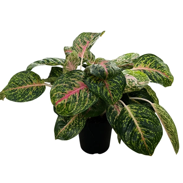Aglaonema 'Spring Red' (Çin Herdemyeşili) ürün görseli