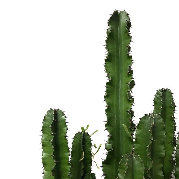 Euphorbia Ingens (Kaktüs) - Resim 2