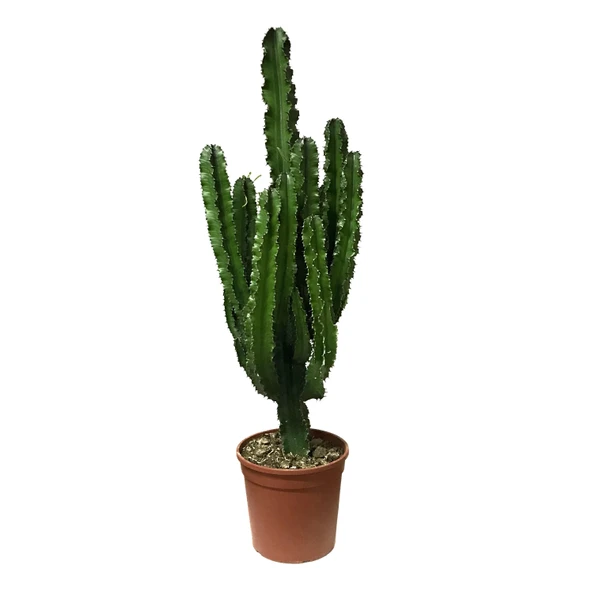Euphorbia Ingens (Kaktüs) ürün görseli