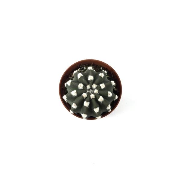 Echinopsis Subdenudata (Kaktüs) - Resim 2